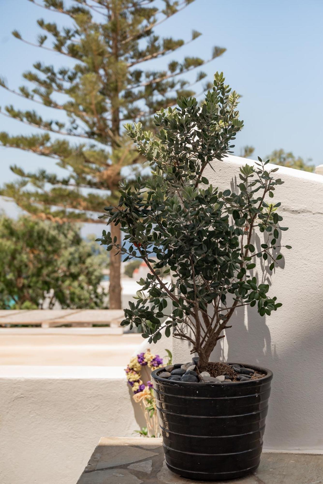 Rania Sea View 3* Mykonos Town